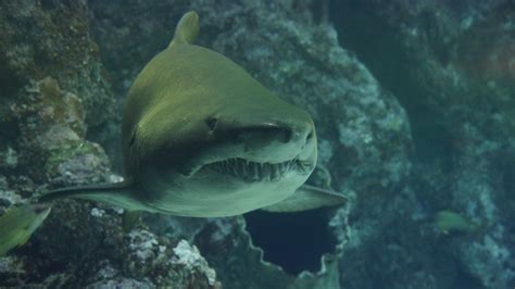 무료 이미지 수중 육식 동물 암초 척골가 있는 턱 해양 생물학 상어 상어 카라 닌 물떼새 깊은 바다 물고기