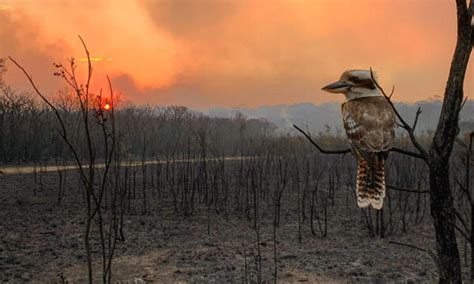 Australias Devastating Bushfires Stories Wwf