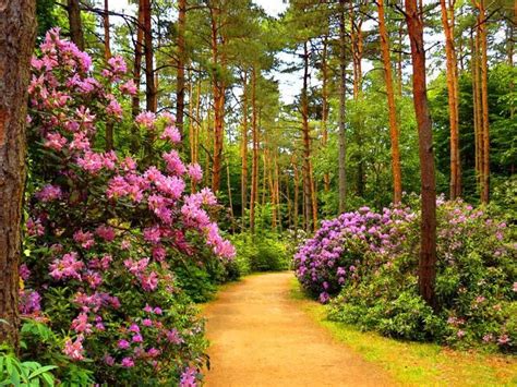 Flowers Park Alley Flower Purple Nature Roses Alleys Trees Floral Pink