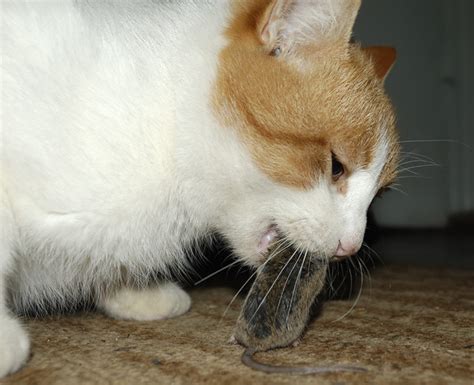 Cat Eats Mouse Flickr Photo Sharing