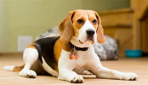How Much Do Beagles Cost Pettime