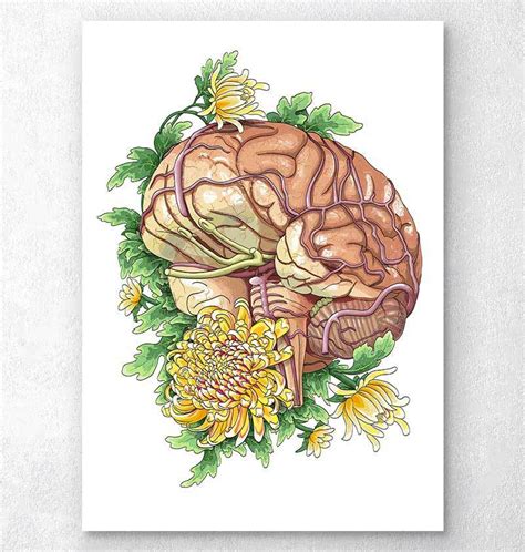 Brain Anatomy Art Poster Codex Anatomicus