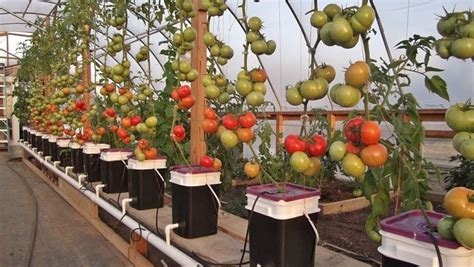 How does the dutch bucket hydroponic system work. Coltivazioni fuori suolo - Giardino - Tipologie coltivazione