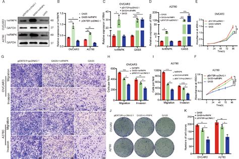 gas5 inhibited cell proliferation and migration of ovarian cancer cells download scientific