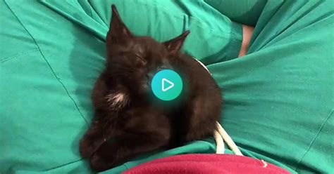 Sleepy Kitten Vs Very Not Sleepy Kittens Album On Imgur