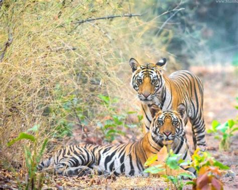 Bandhavgarh Safari Booking Book Tiger Safari Tour Packages