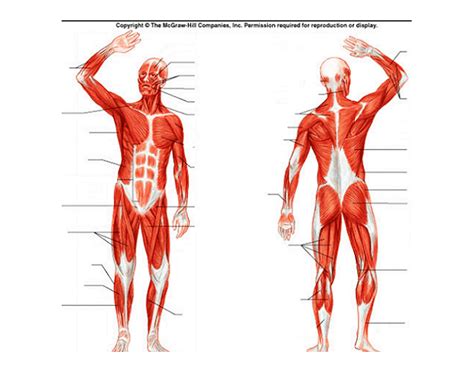 The muscular system is responsible for the movement of the human body. Human Muscles Of The Body Diagram Unlabeled | Human ...