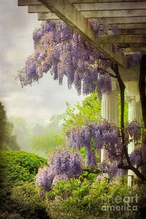 17 Best Images About Wisteria Vines On Pinterest Gardens Parks And