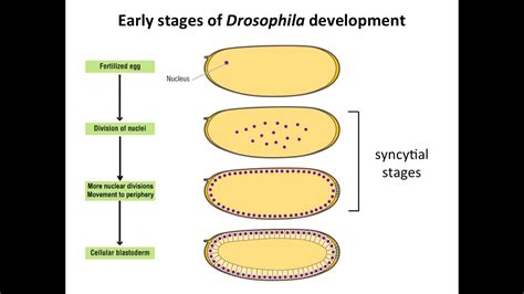 Drosophila Development Stages