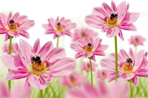 Recent boards {{ board.name }} {{ board.total_asset_count }}. Flower images free stock photos download (10,850 Free ...