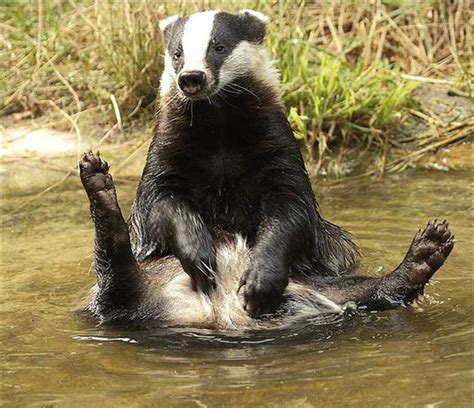 The 29 Greatest Moments In The History Of Bathtime Animals Beautiful