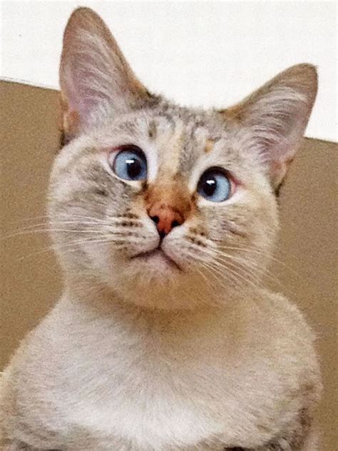 Why Are Siamese Cats Cross Eyed British Shorthair