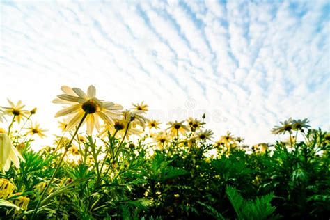 Daisy Spring Sunrise Flowers Stock Photo Image Of Country Beautiful