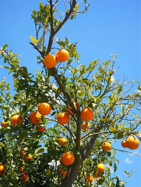 Orange Fruit Hd Wallpaper