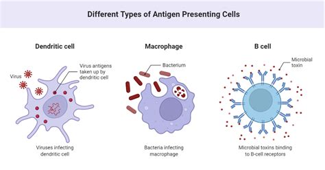 Different Types Of Antigen Presenting Cells Biorender Science Templates
