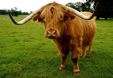 Highland Cow Cow Scottish Highland Cow