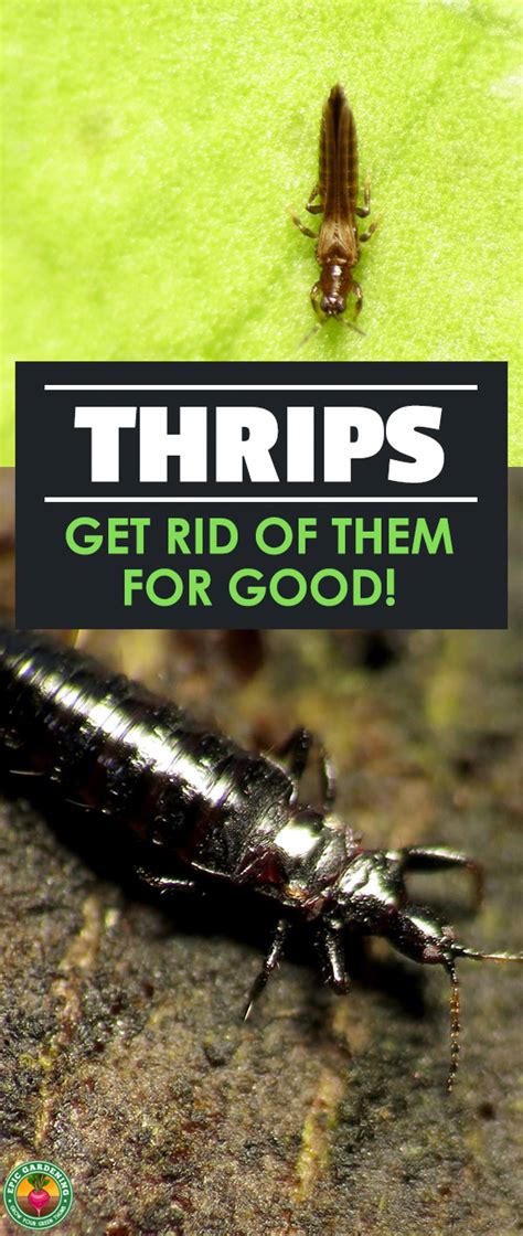 Use the best pest control companies to get rid of unwanted bugs, rodents and reptiles, both inside and outside your home or business. Thrips: How to Identify and Get Rid of Thrips ASAP | Epic ...