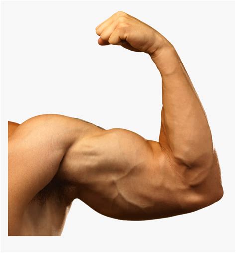 Muscle Arm Png Background Images Png Arts My Xxx Hot Girl