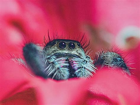 Interesting Facts About Jumping Spiders Spider Fact Spider Species Male Peacock Types Of