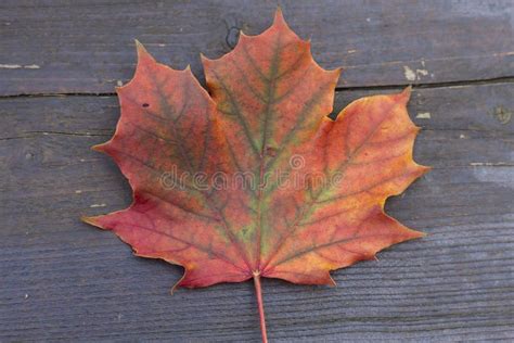 Red Maple Leaf Stock Photo Image Of Minimal Dark Colored 75509996