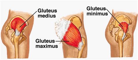 Glute muscle anatomy fitstep glute muscle anatomy shown in the second diagram are the gluteus medius and minimus which lie directly underneath the glute exercises. Glutes Diagram / Muscles Of The Gluteal Region Superficial Deep Teachmeanatomy / Superficial ...