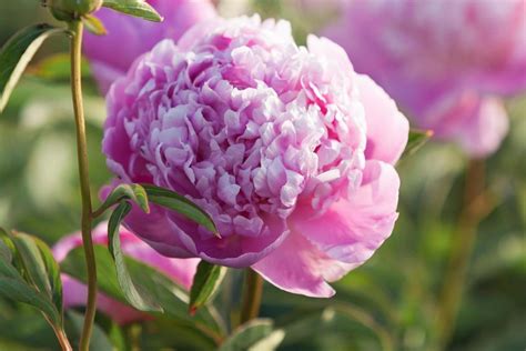 How To Grow Peonies Better Homes And Gardens