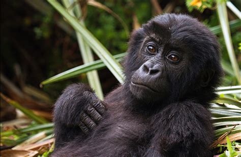 Eastern Lowland Gorilla Conjour Conservation Report