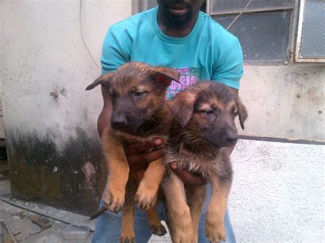 Pure Female German Shepherd Puppy For Sale Pets Nigeria