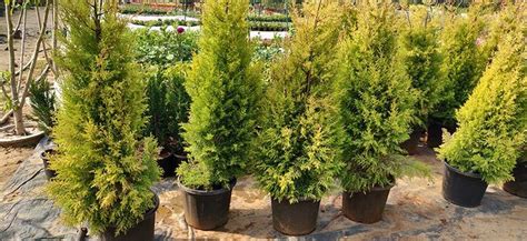 American Arborvitae Trees For Sale Buying And Growing Guide