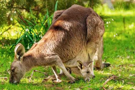 What Are Baby Kangaroos Called The Life Of A Joey