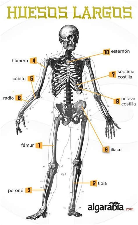 Los Huesos Más Largos Del Cuerpo Medicine Notes Medicine Studies Med