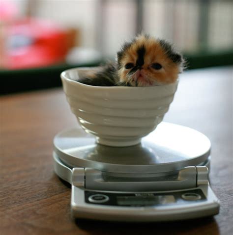 Define Internet Teacup Kitten