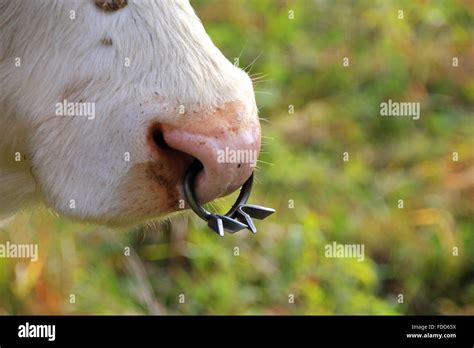 Closeup To A Nose Ring Of A Cow Stock Photo Alamy