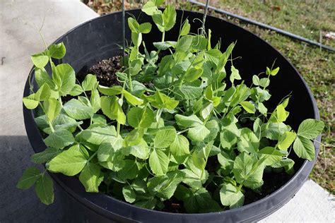 Tips For Growing Peas In Containers Gardeners Path