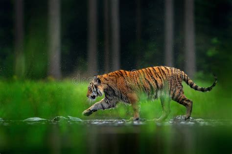 Tiger Walking In Lake Water Dangerous Animal Tajga China In Asia
