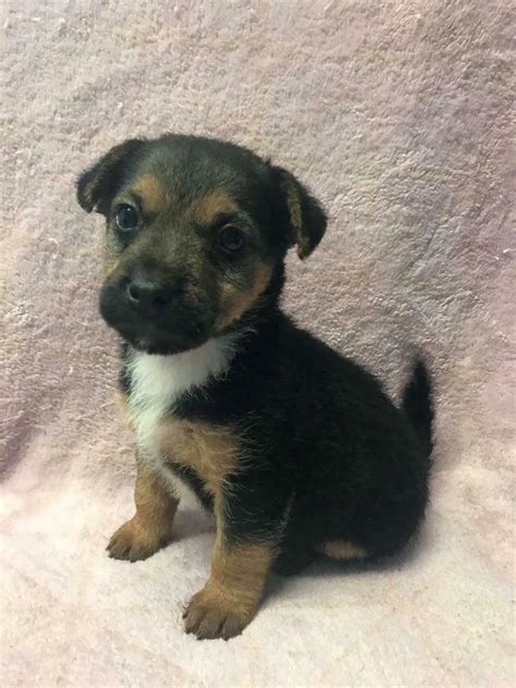 Explore 16 listings for border jack puppies for sale at best prices. Jack Russell x border terrier puppies | in Hailsham, East ...