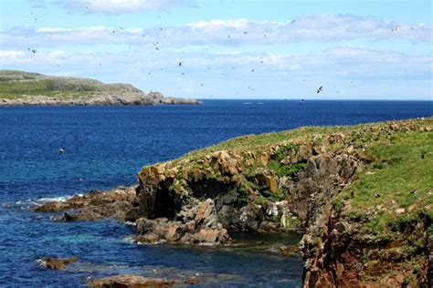 Tom Hince Adventures With Birds And Other Stuff Newfoundland