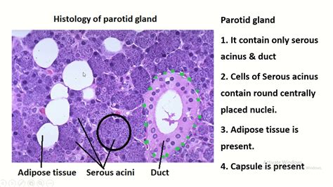 Parotid Histology