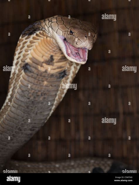 King Cobra Snake Strike Hi Res Stock Photography And Images Alamy