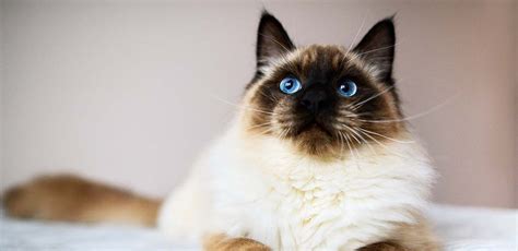 Seal Point Ragdoll Cat Breed Traits And Care