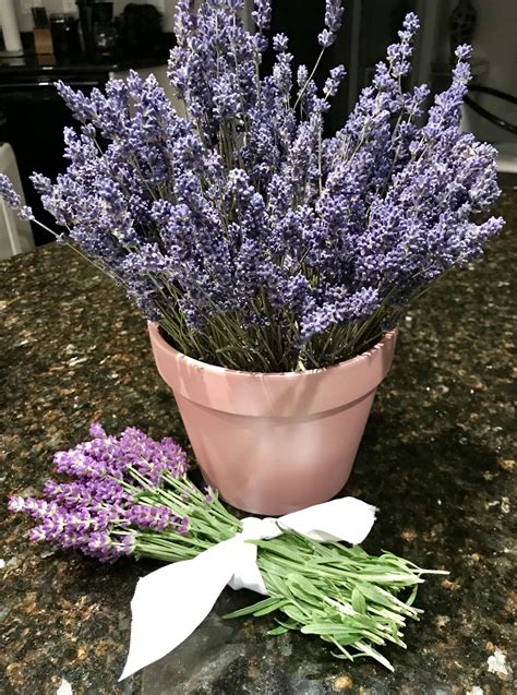 Dried And Fresh Lavender From My Garden House With Porch Fiat 500