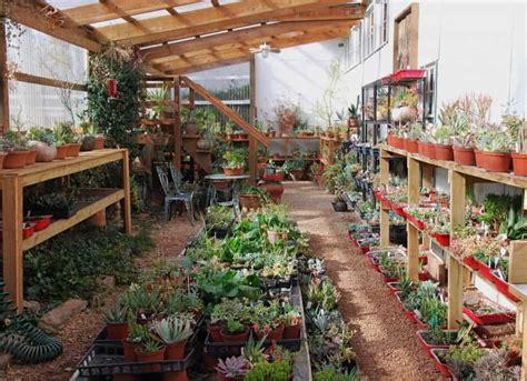How To Grow Succulents In A Greenhouse Greenhouse Info