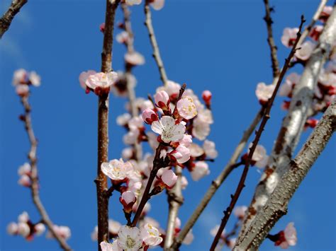 Free Picture Blossom Cherry Spring Almond Flower Season Tree Branch