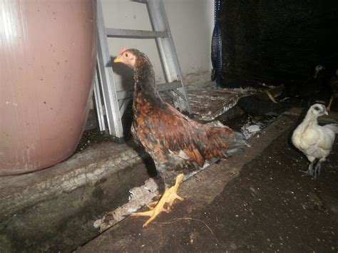 Ayam kampung ori ayam kampung kacukan saya memetik artikel dari angsadaria yang menyatakan: Cengkerang Emas: Anak ayam kampung untuk dijual