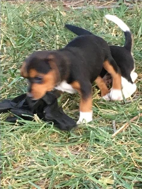 Find beagle puppies and breeders in your area and helpful beagle information. AKC beagle puppies - Nex-Tech Classifieds