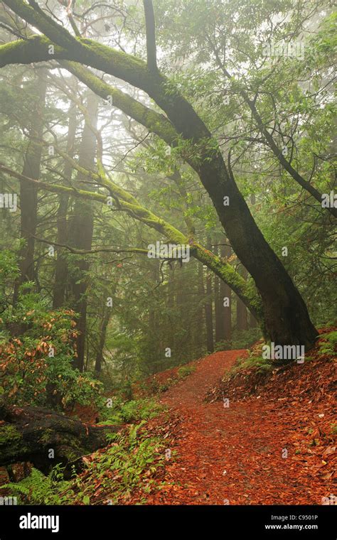 Lush Temperate Rain Forest In Northern California Stock Photo Alamy
