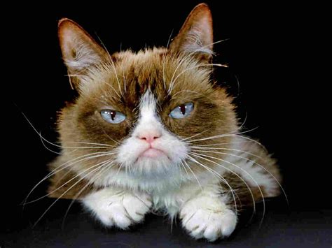 Grumpy Cat Awarded 710000 In Copyright Infringement Suit The Two