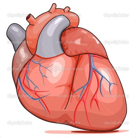 Cartoon Human Heart Clip Art Cartoon Human Heart Clipart Best