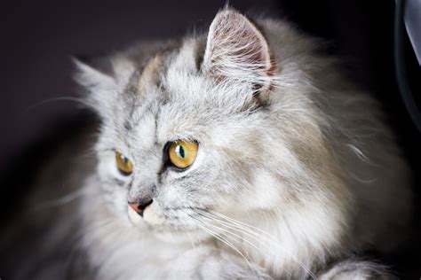 Breed Profile The Persian Cat Pet Protect