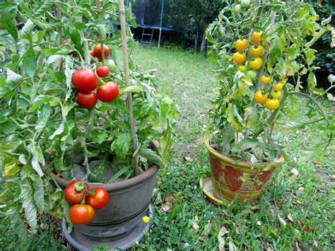 Belle Production La Mi Juillet Tomates Potager Jardinage